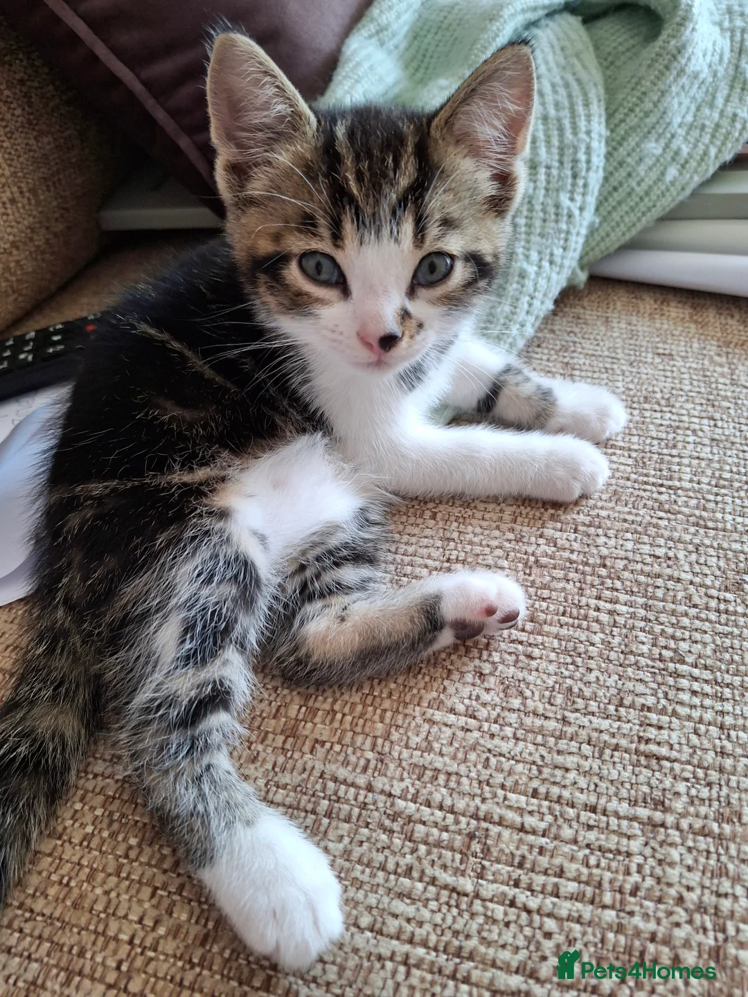 Mixed Breed cats for sale: Chester in Gateshead - Advert 5