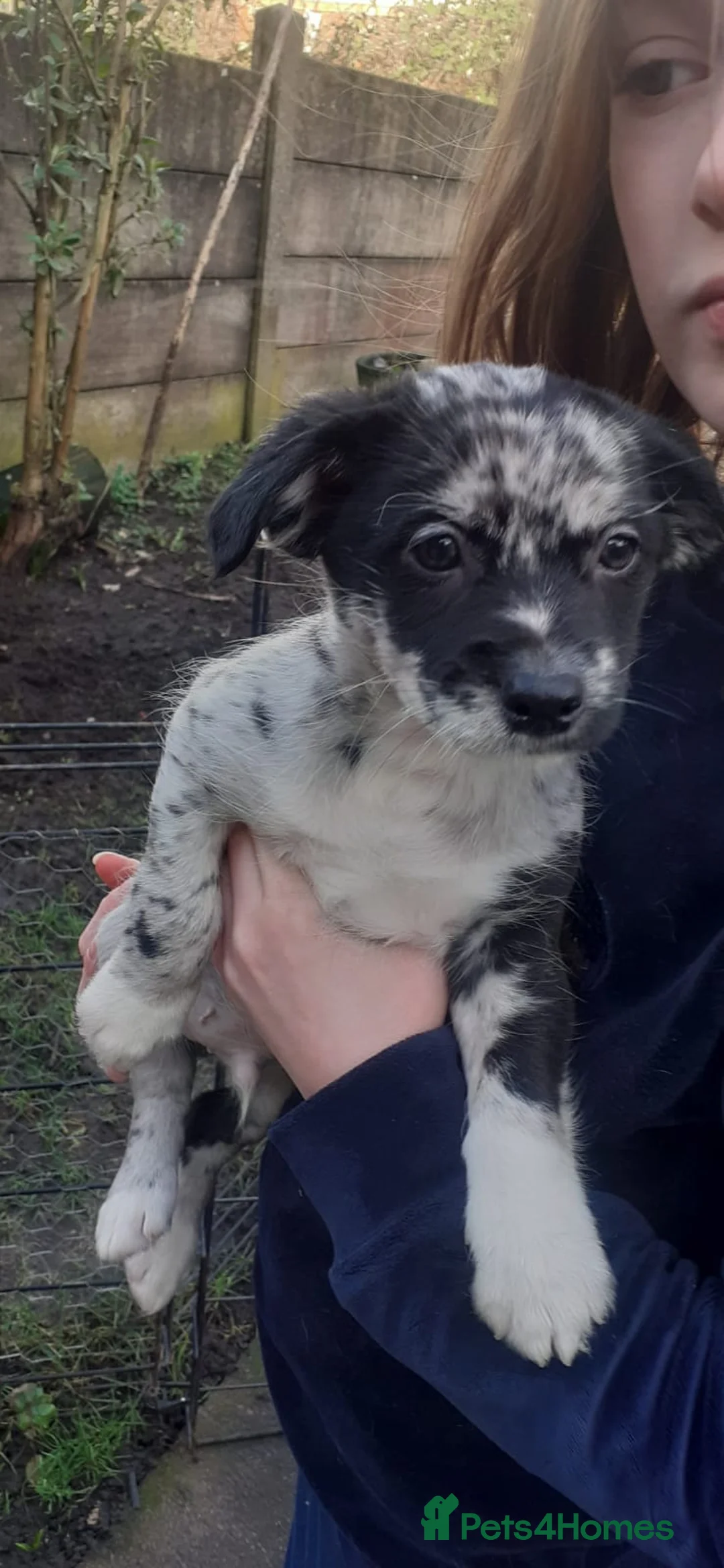 Mixed Breed dogs for sale: chinese crested x jack russell puppies for sale in Sutton-in-Ashfield - Advert 2