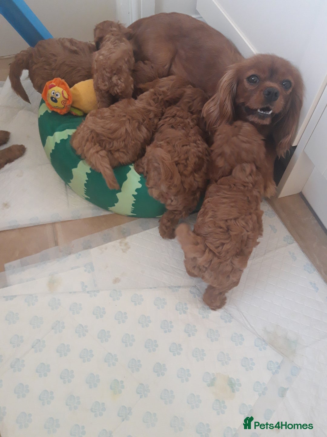 Cavapoo dogs for sale: Red cavapoo babies, both parent DNA tested - Image 22