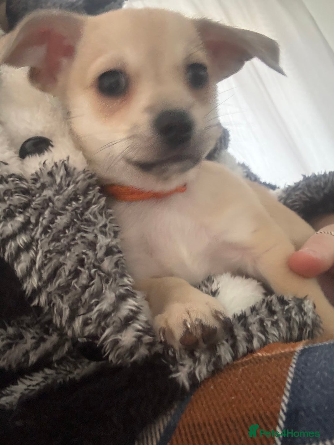 Chihuahua dogs for sale: Only 2 left! Chihuahua x Dachshund Puppies - Advert 12