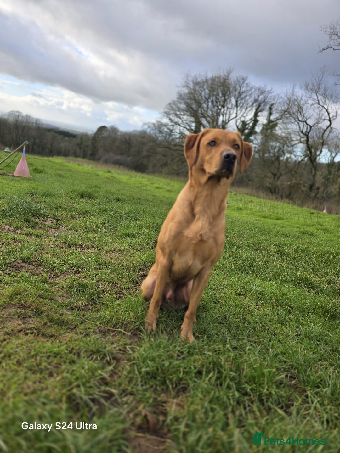 Springador dogs for sale: 4 Male Labrador available - Advert 5