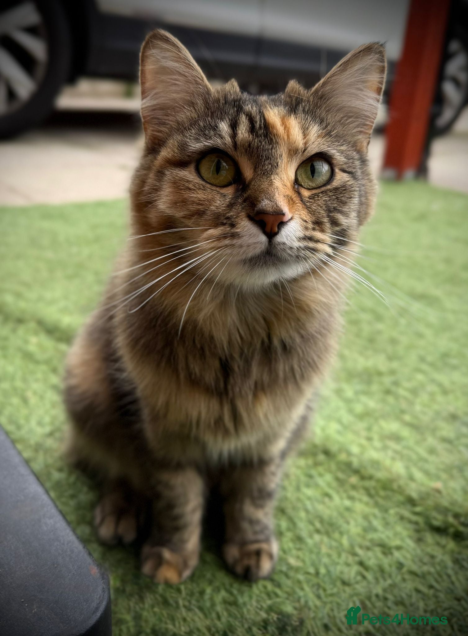 Mixed Breed cats 🐾 Forever Home Wanted for Tabitha & Matilda 🐾 - Advert 2