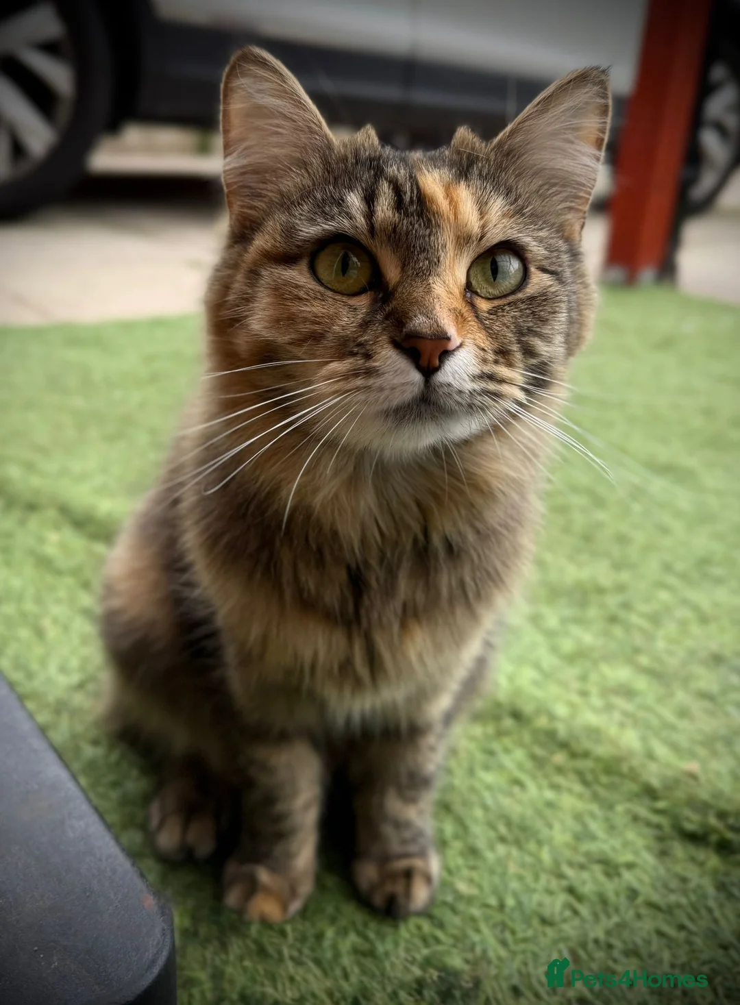 Mixed Breed cats for sale: 🐾 Forever Home Wanted for Tabitha & Matilda 🐾 in Mansfield - Advert 2