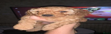 Cockapoo 3