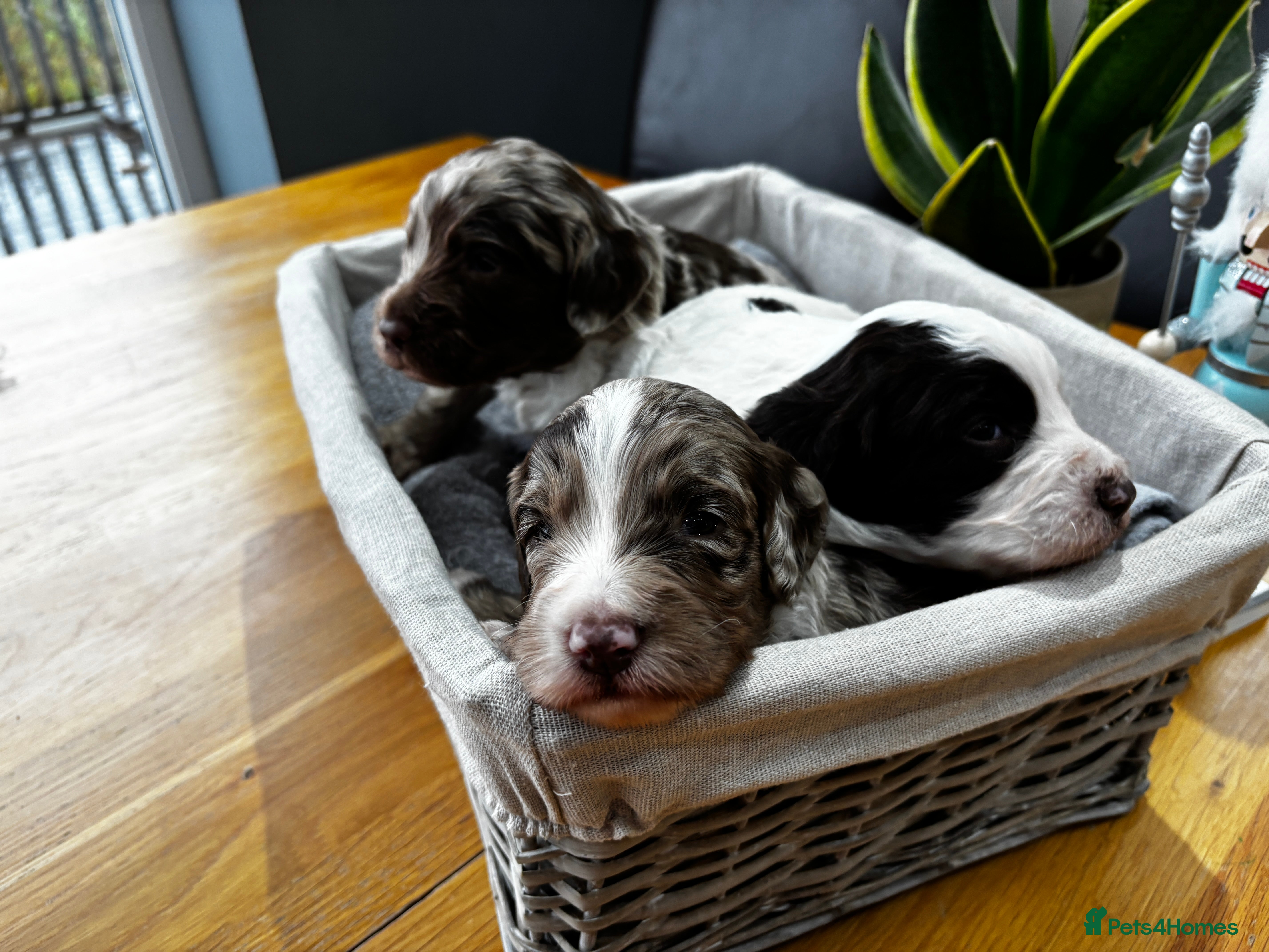 Sproodle dogs 🐾 Premium Sproodles - Merles & Stunning Parti 🐾 - Advert 5