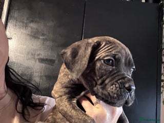 Mixed Breed dogs Cane Corso and Dogue de Bordeaux - Advert 10