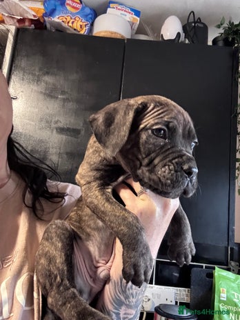 Mixed Breed dogs - Advert 2