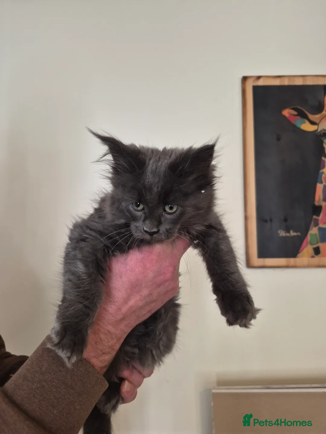 Maine Coon cats for sale: Mainecoon kittens in Plymouth - Advert 14