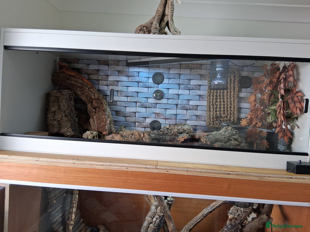 Bearded Dragon reptiles for sale: Bearded dragon plus vivarium  - Image 13