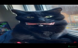 Mixed Breed cats for sale: Cat for sale due to having to move - Image 2
