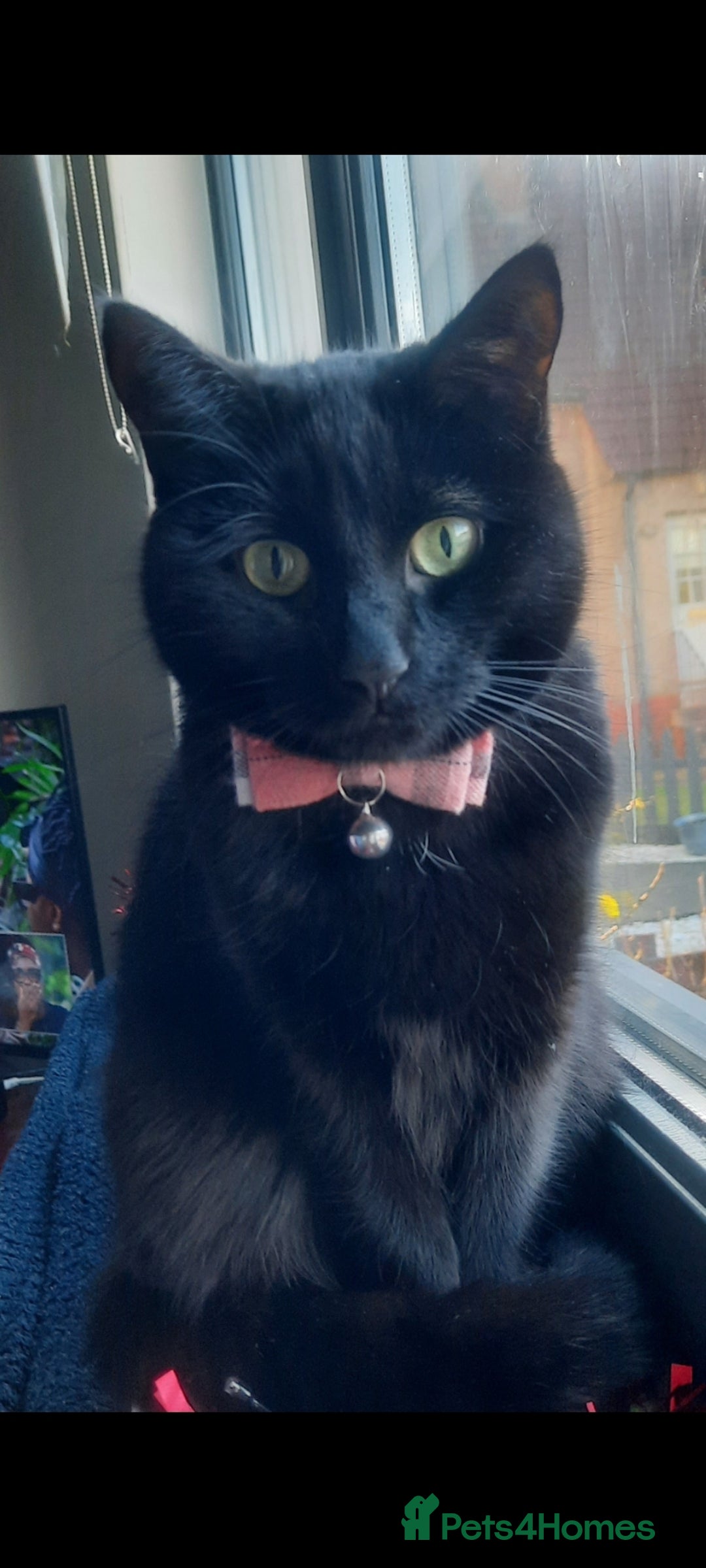 Mixed Breed cats for sale: Cat for sale due to having to move - Image 2