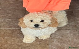 Cavapoochon dogs for sale: Stunning Cavapoochon puppies  - Image 3