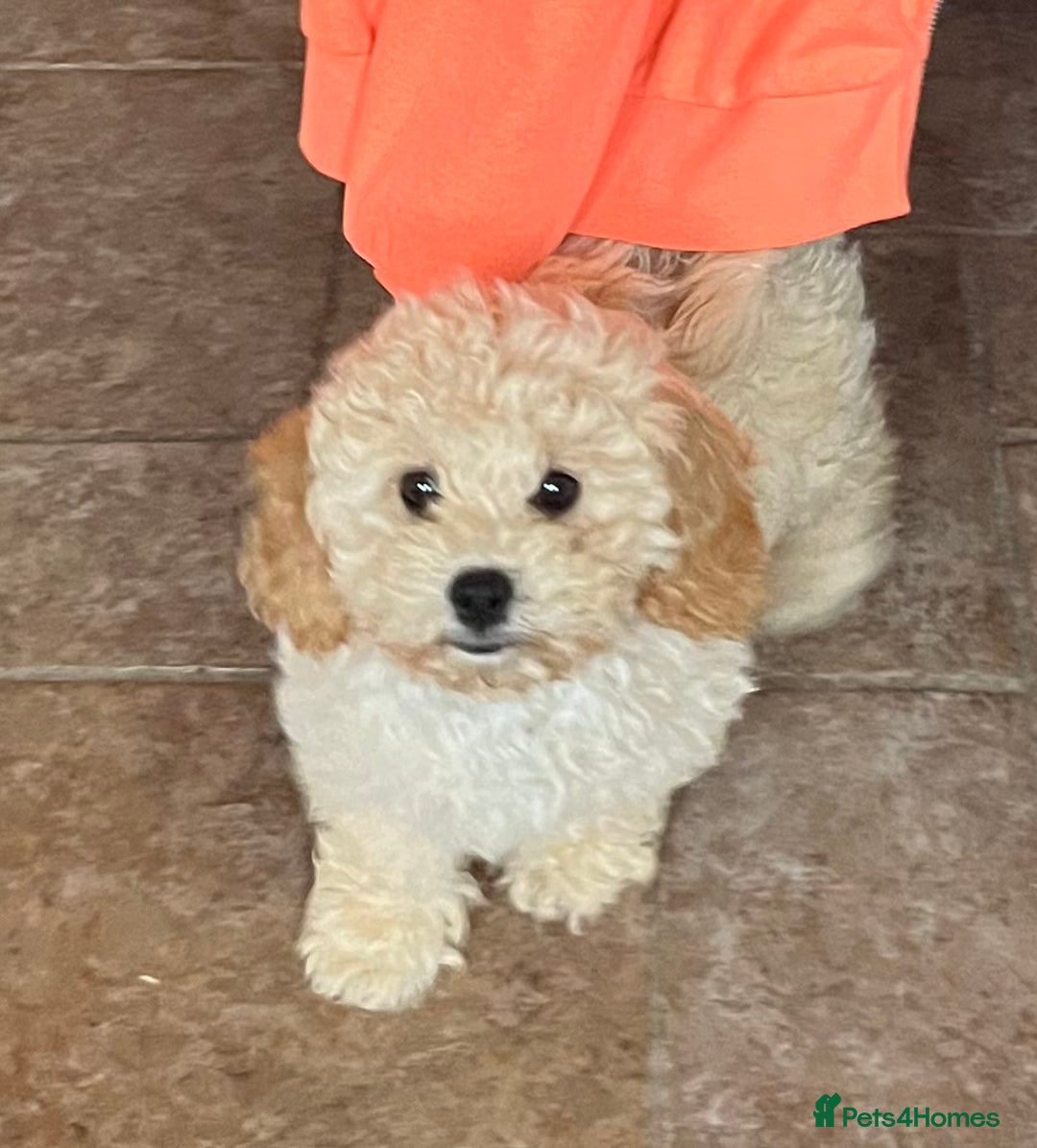 Cavapoochon dogs for sale: Stunning Cavapoochon puppies  - Image 3