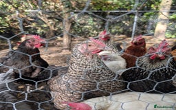 Chickens poultry for sale: 11 beautiful thoroughbred laying hens for sale  - Image 2