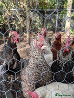 Chickens poultry - Advert 13