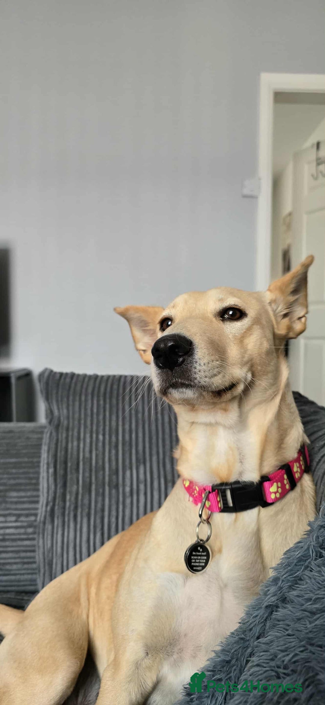 Mixed Breed dogs for adoption: Amber is looking for her forever home - Image 12