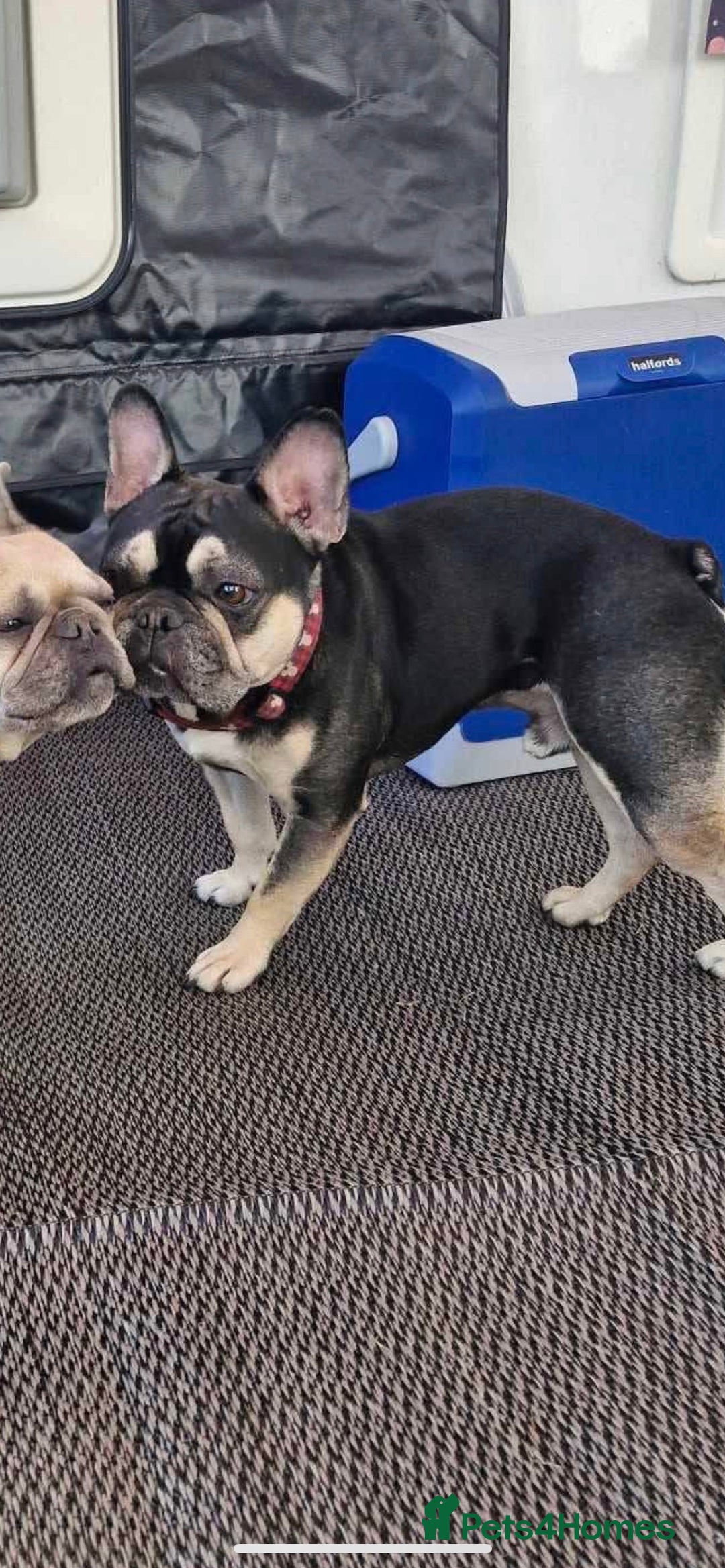 French Bulldog dogs for sale: Male French Bulldog  - Image 2