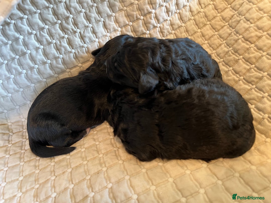 Goldendoodle dogs for sale: Goldendoodle puppies - Advert 10