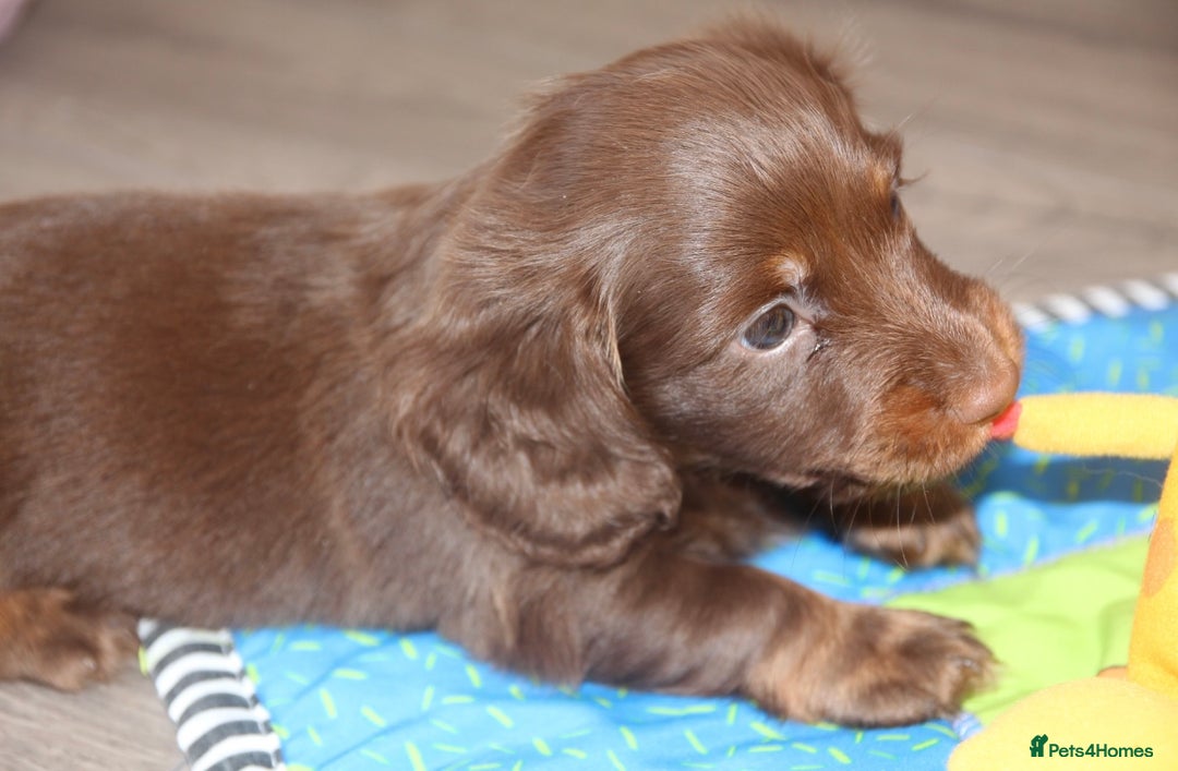 Miniature Dachshund dogs for sale: Top quality long haired miniature dachshunds - Image 8