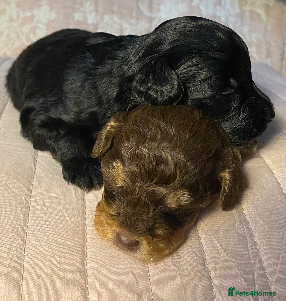 Maltipoo dogs for sale: Adorable F1b Maltipoos - Advert 8