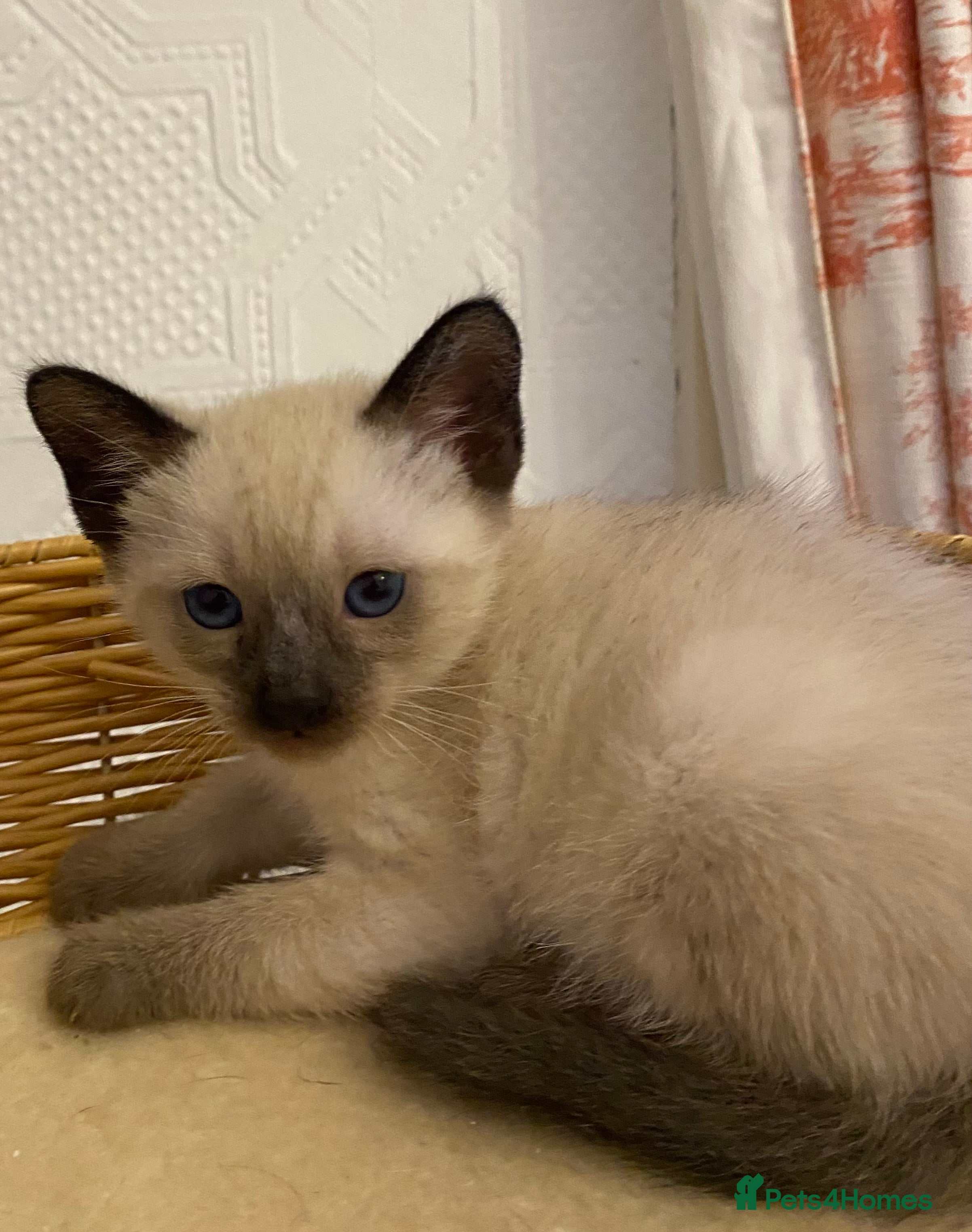 Siamese cats Beautiful Siamese kittens - Advert 1