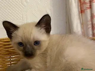 Siamese cats Beautiful Siamese kittens - Advert 16