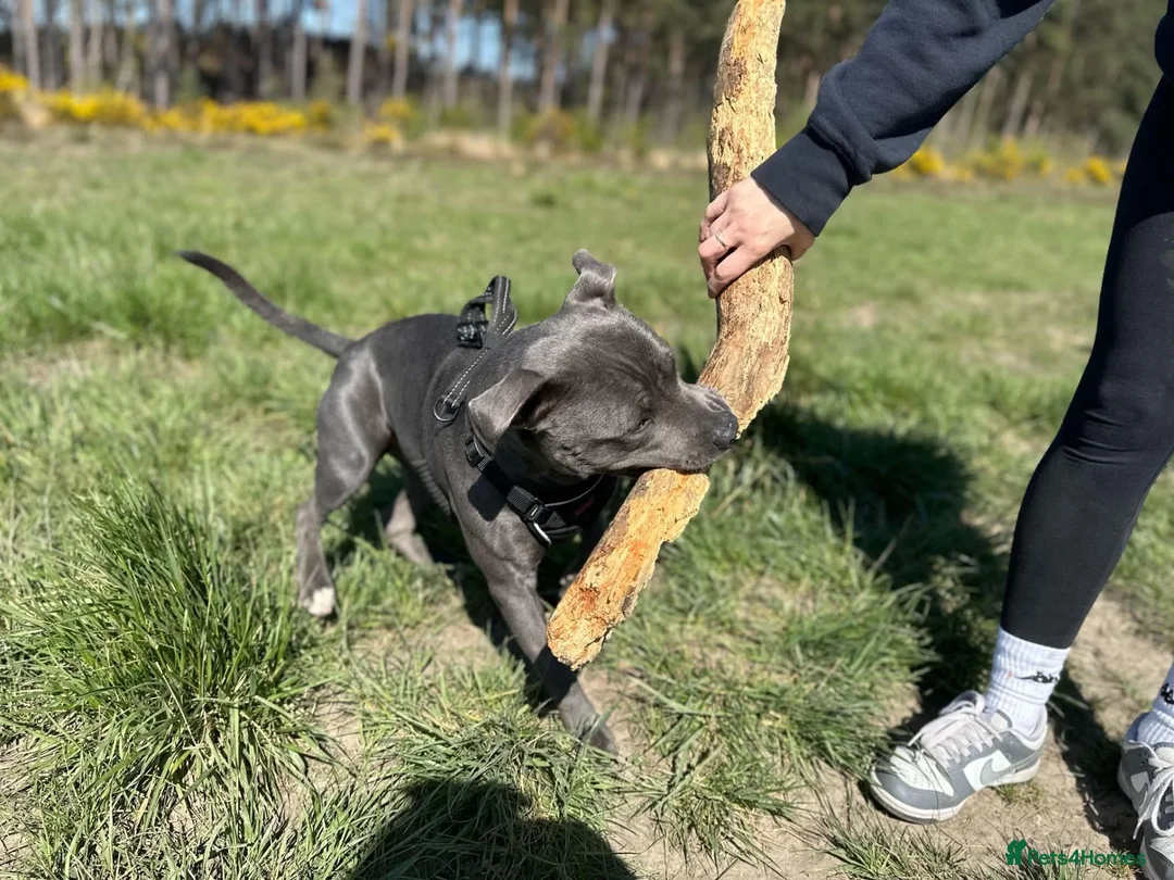 Staffordshire Bull Terrier dogs for stud: Stunning Blue Staffordshire Bull Terrier at Stud in Camberley - Advert 2