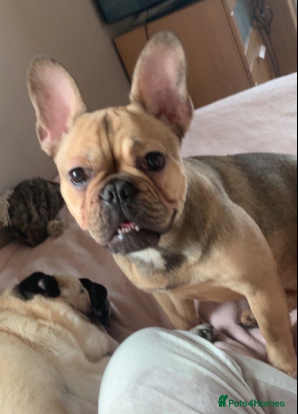 Frug dogs Pug pups in Larbert - Advert 15