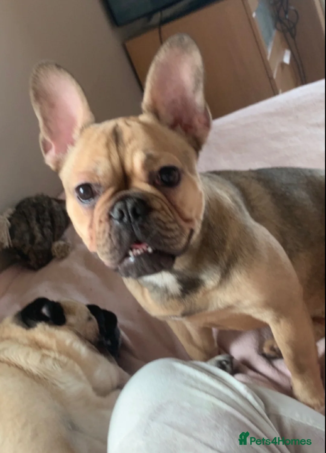 Frug dogs for sale: Pug pups in Larbert - Advert 1