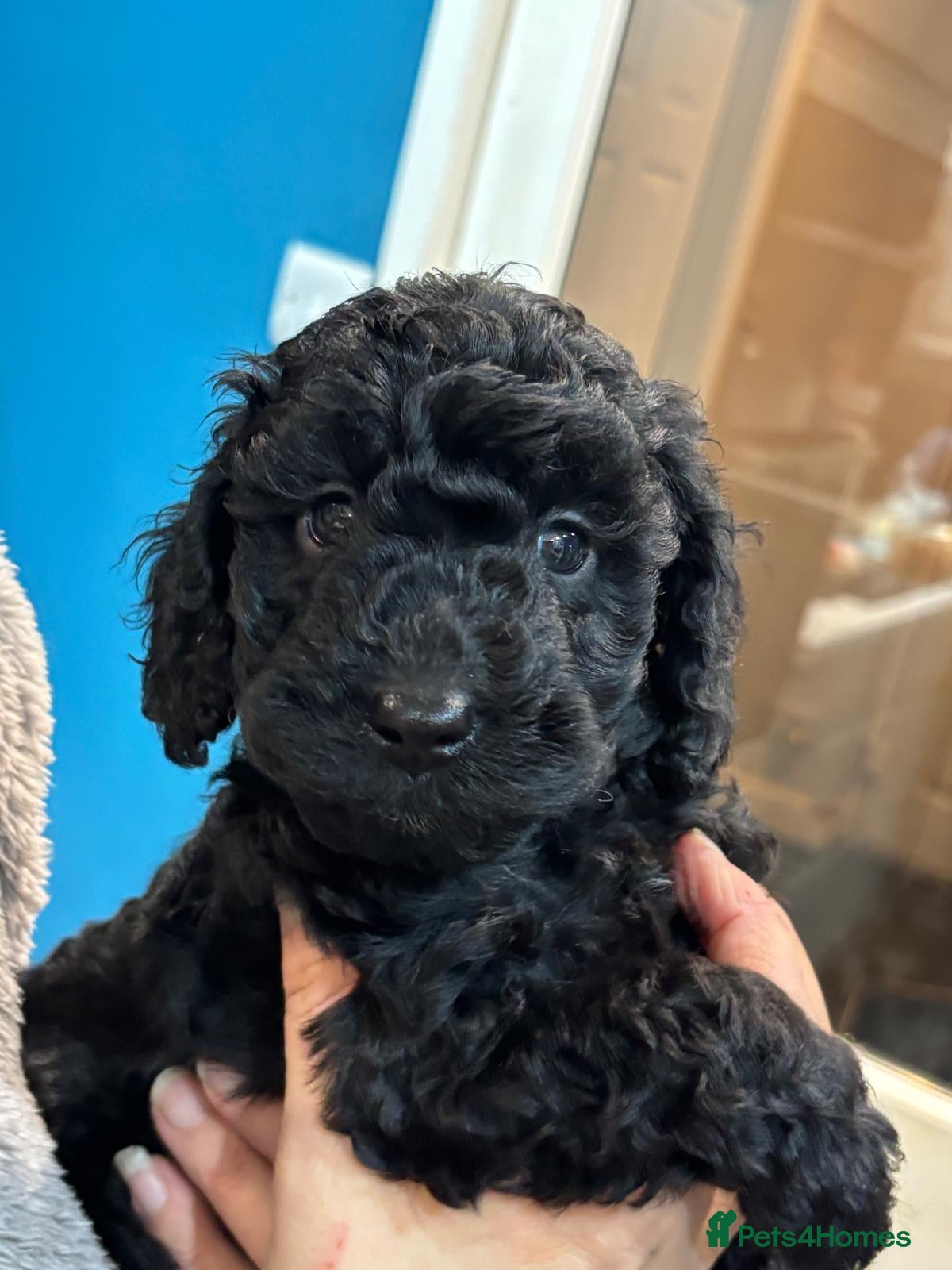 Cockapoo dogs Beautiful pure black cockapoo girl  - Advert 3