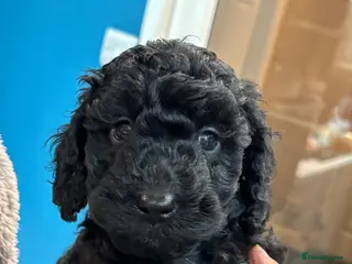 Cockapoo dogs Beautiful pure black cockapoo girl - Advert 3