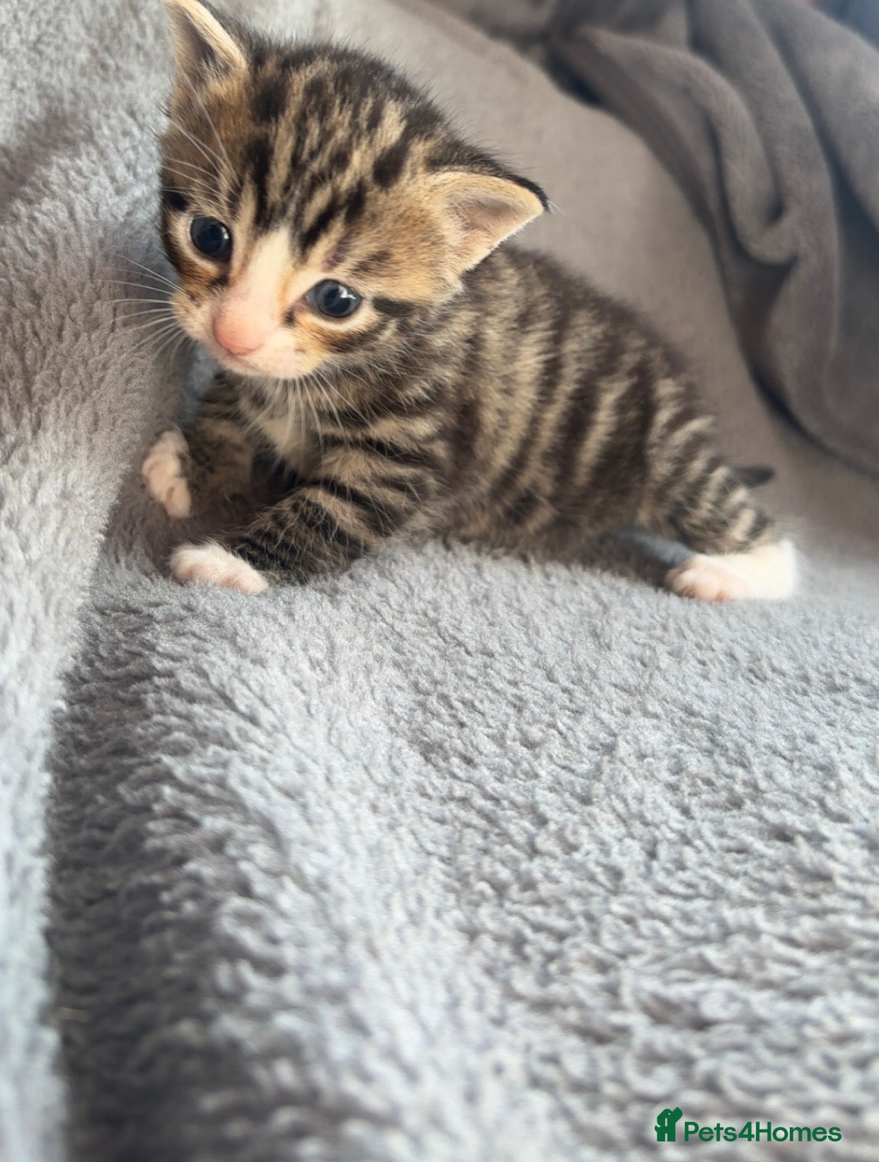 Mixed Breed cats **BEAUTIFUL KITTENS FOR SALE** - Advert 9