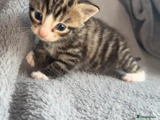 Mixed Breed cats **BEAUTIFUL KITTENS FOR SALE** - Advert 2