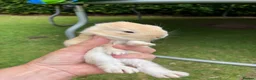 Mini Lop rabbits for sale: Mini Lop - Pure Bred  - Advert 2