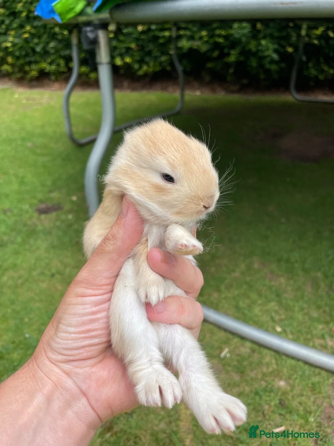 Mini Lop rabbits for sale: Mini Lop - Pure Bred  - Advert 2