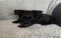 Scottish Terrier dogs for sale: Scottish Terrier puppies - Image 6