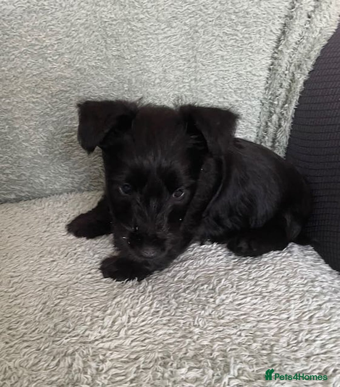 Scottish Terrier dogs for sale: Scottish Terrier puppies - Image 6