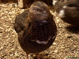 Quail poultry Quail for sale - Advert 1