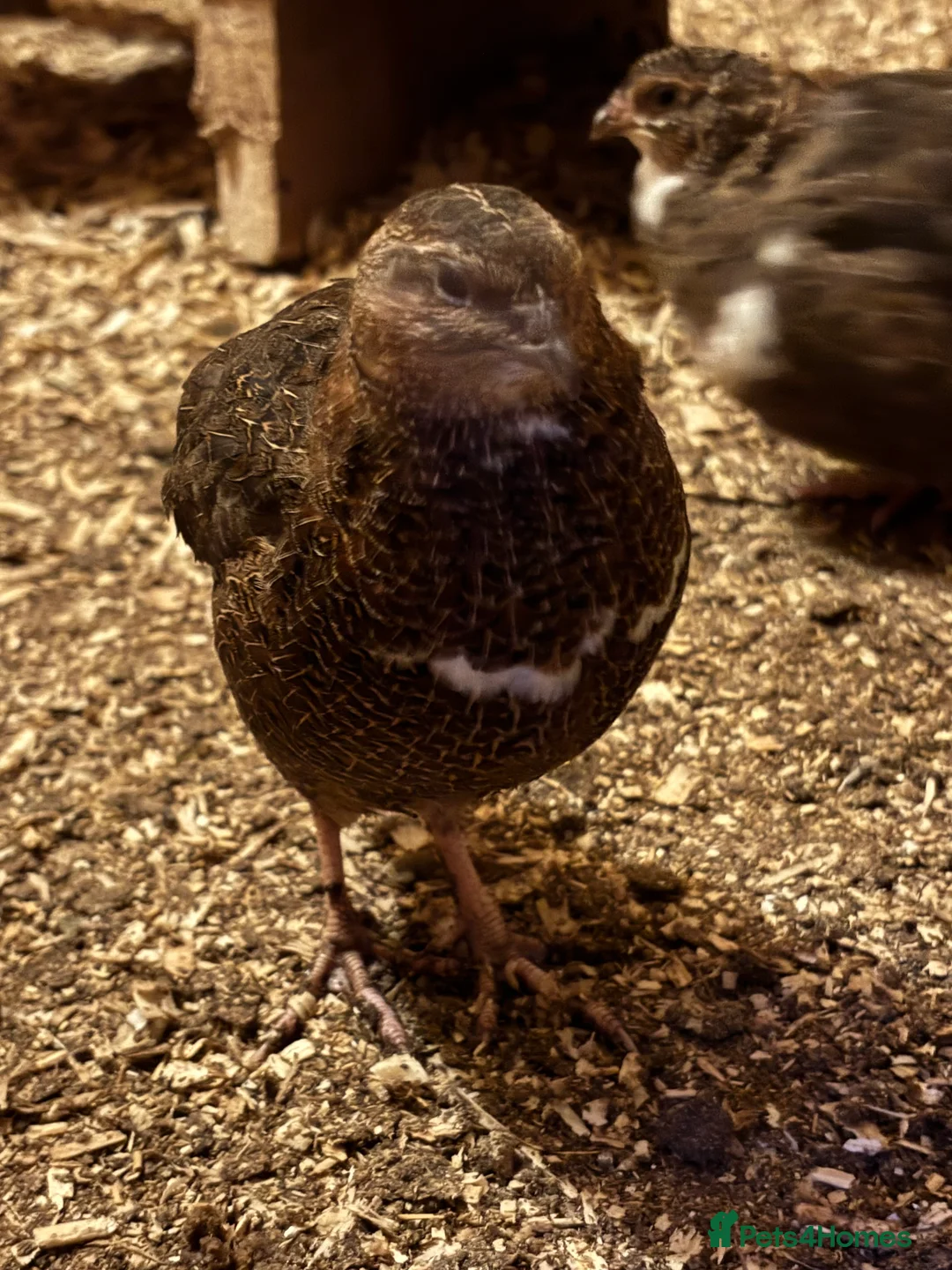 Quail poultry for sale: Quail for sale  - Advert 1