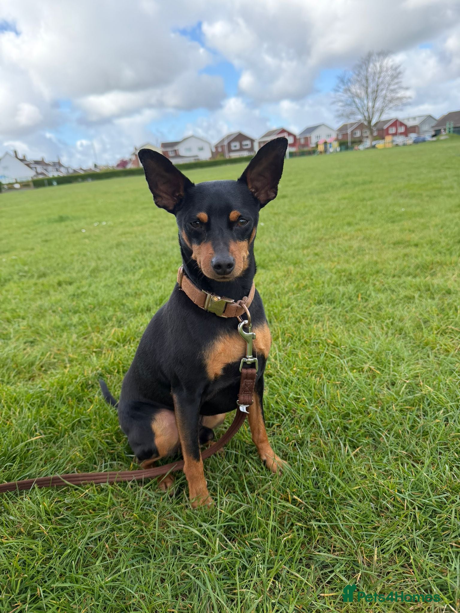 Miniature Pinscher dogs STUNNING father & daughter min pins  - Advert 10