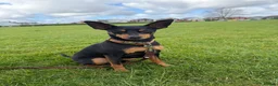 Miniature Pinscher dogs for sale: STUNNING father & daughter min pins  - Advert 6