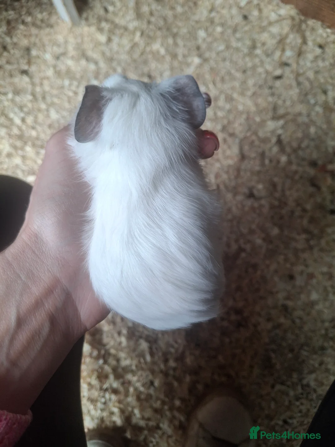 Guinea Pig rodents for sale: Guinea pig Boys - Advert 2