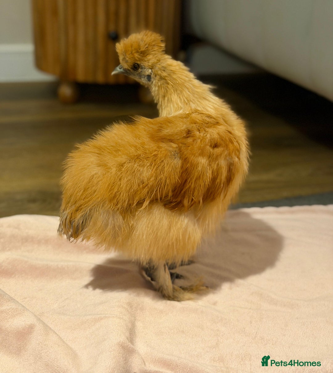 Chickens poultry for sale: 4 beautiful silkie chickens  - Advert 3