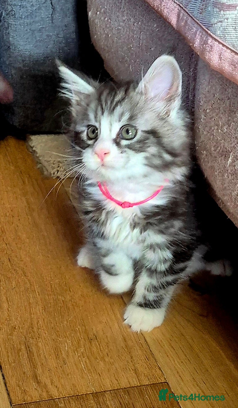 Maine Coon cats 🎀 Affectionate GCCF Pedigree Maine Coon Kittens  - Advert 7