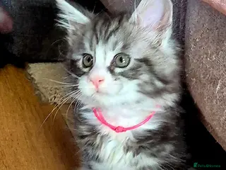 Maine Coon cats 🎀 Affectionate GCCF Pedigree Maine Coon Kittens - Advert 7