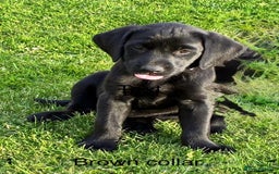 Labrador Retriever dogs for sale: Black Labrador Retriever - Image 15