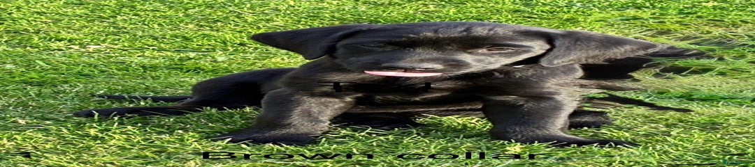 Labrador Retriever Puppy 5