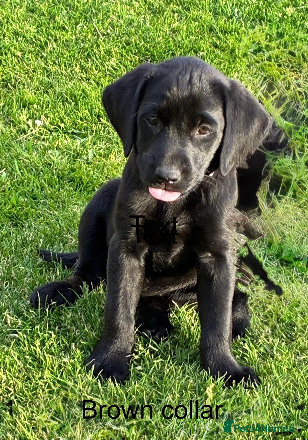 Labrador Retriever dogs for sale: Black Labrador Retriever - Image 15