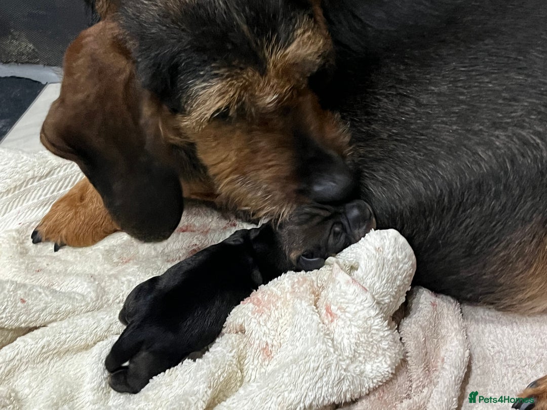 Dachshund dogs for sale: wirehaired dachshunds (teckels) - Image 31