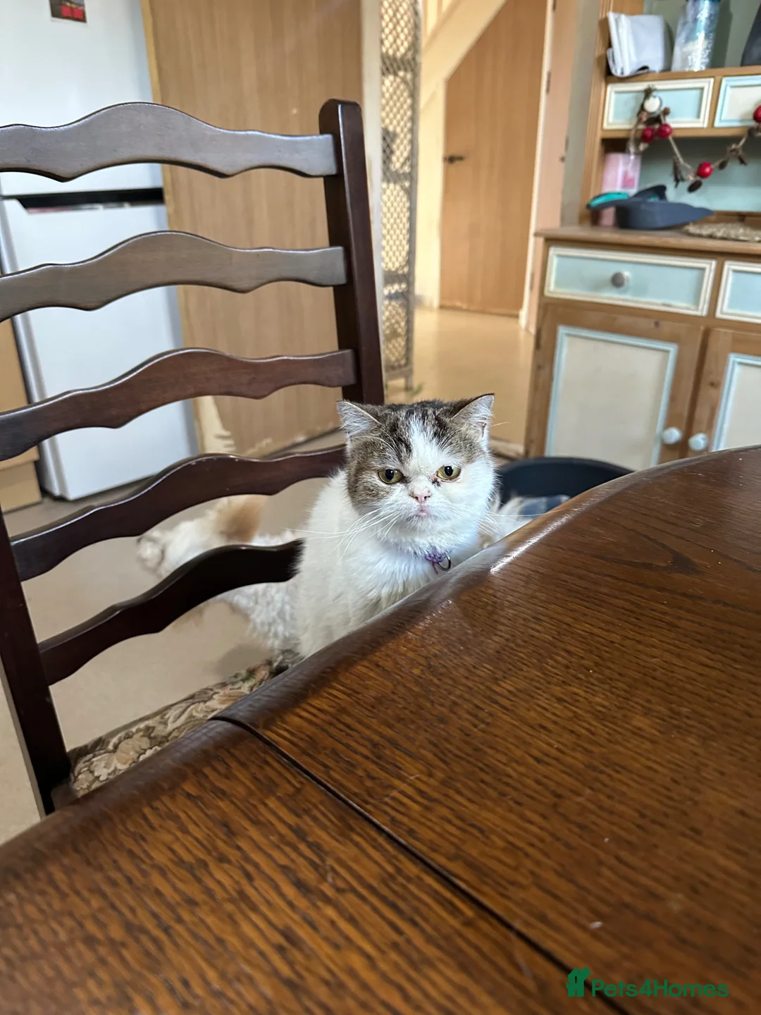 Maine Coon cats for sale: Maine Coon / Persian Mix Kittens - Advert 6